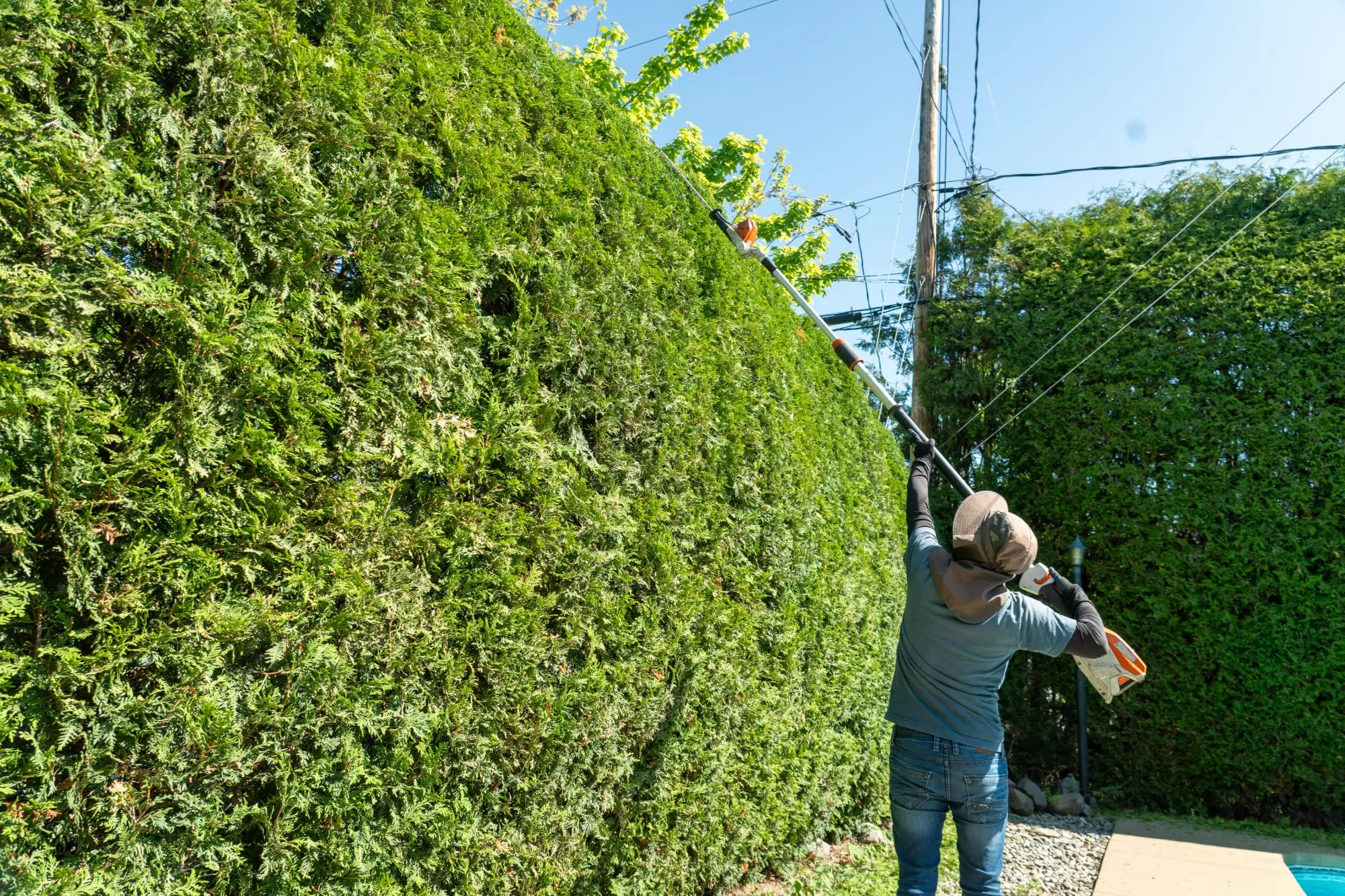 Mur de cèdres de grande hauteur
